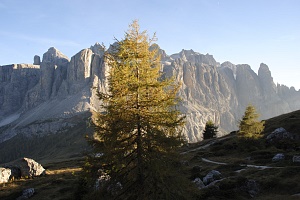 Larici in autunno Passo Gardena