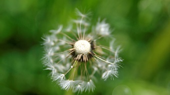 Bustenblume  Pension Mirandola alta badia, dolomiten, südtirol, tourismus, urlaub